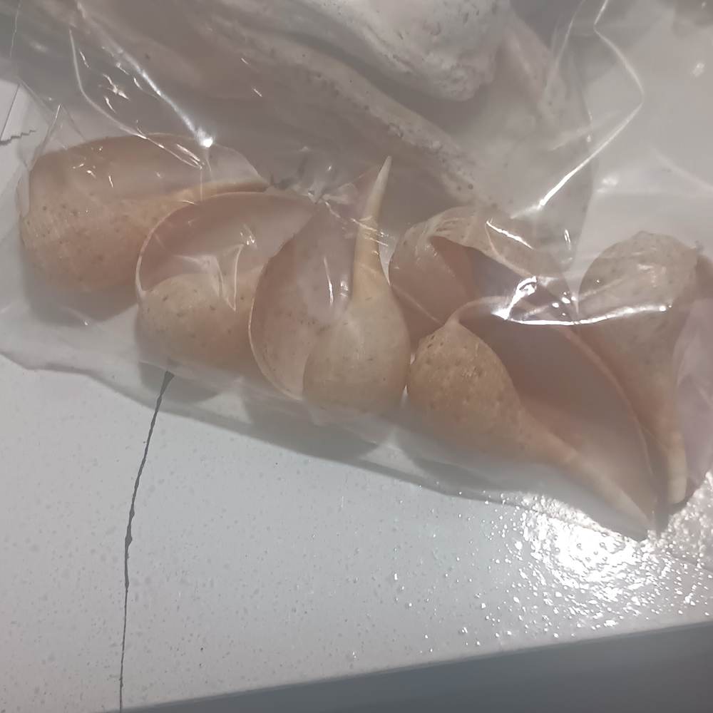 Natural Sea Shell Decor - Light Peach/Tan